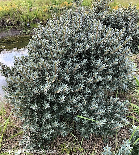 Hippophae rhamnoides 'Hikul' tyrni